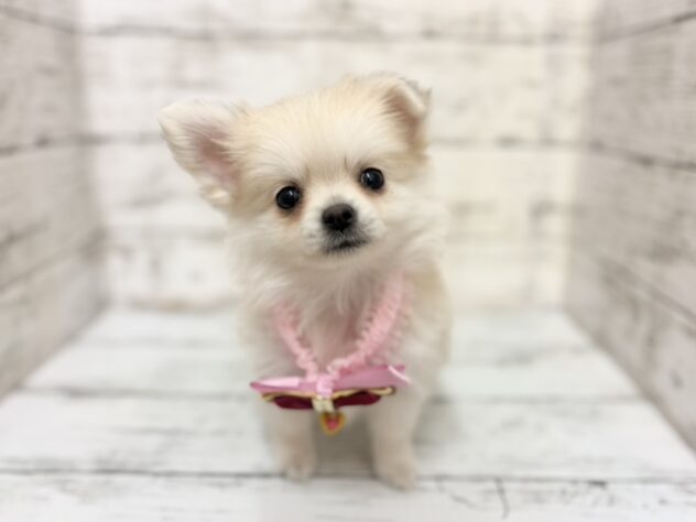 福島県のハーフ犬・ミックス犬 (アミーゴいわき店/2026年3月4日生まれ/女の子/クリーム)の子犬の1枚目の画像