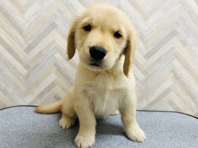岡山県のゴールデンレトリバー (アミーゴ水島店/2026年2月19日生まれ/女の子/ゴールド)の子犬の2枚目の画像