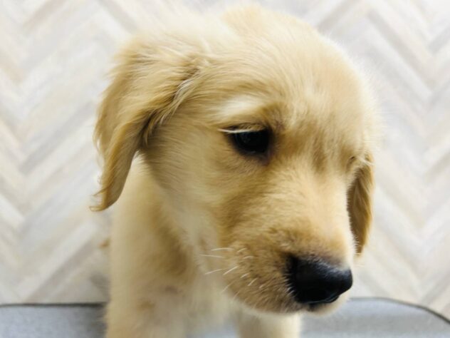 岡山県のゴールデンレトリバー (アミーゴ水島店/2026年2月19日生まれ/女の子/ゴールド)の子犬の4枚目の画像