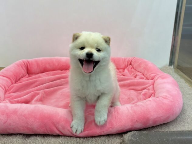 和歌山県の豆柴 (アミーゴ和歌山太田店/2026年3月9日生まれ/男の子/白)の子犬の2枚目の画像