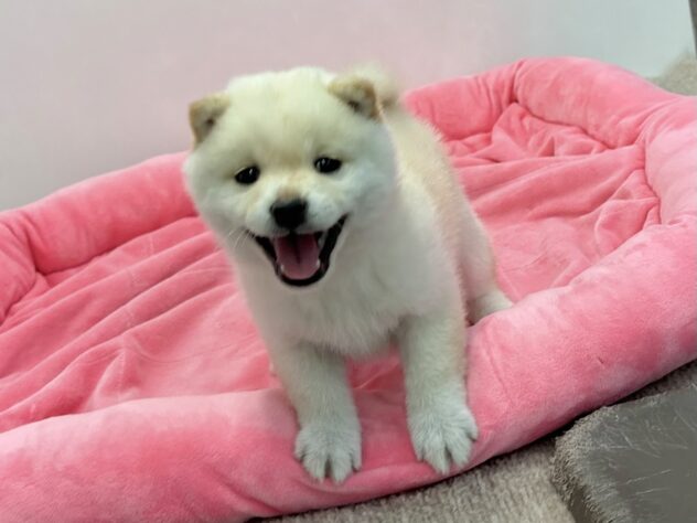 和歌山県の豆柴 (アミーゴ和歌山太田店/2026年3月9日生まれ/男の子/白)の子犬の4枚目の画像