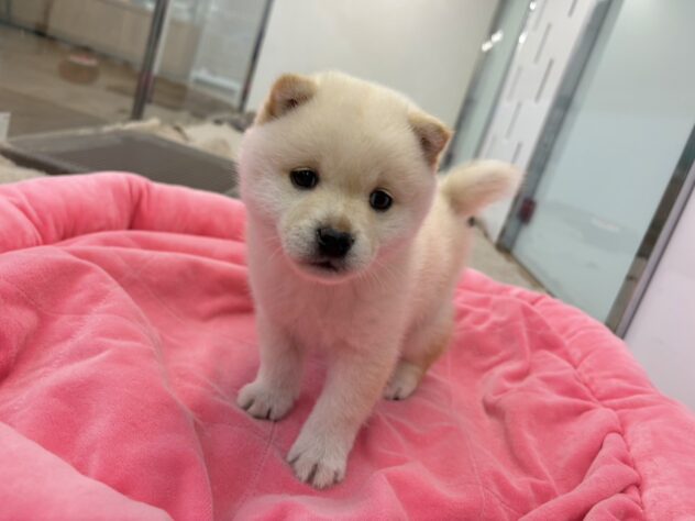 和歌山県の豆柴 (アミーゴ和歌山太田店/2026年3月9日生まれ/男の子/白)の子犬の3枚目の画像