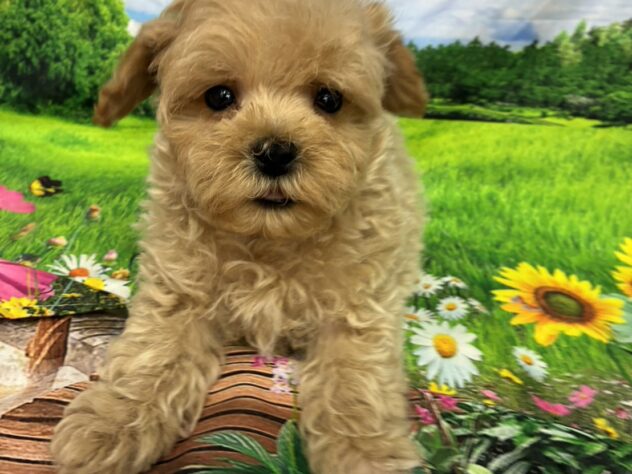 和歌山県のハーフ犬・ミックス犬 (アミーゴ和歌山太田店/2026年3月8日生まれ/男の子/クリーム)の子犬の3枚目の画像