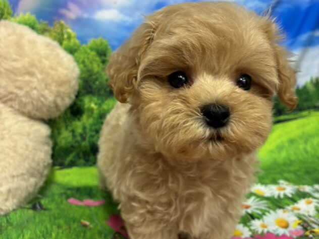 和歌山県のハーフ犬・ミックス犬 (アミーゴ和歌山太田店/2026年3月8日生まれ/男の子/クリーム)の子犬の2枚目の画像