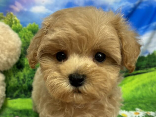 和歌山県のハーフ犬・ミックス犬 (アミーゴ和歌山太田店/2026年3月8日生まれ/男の子/クリーム)の子犬の1枚目の画像