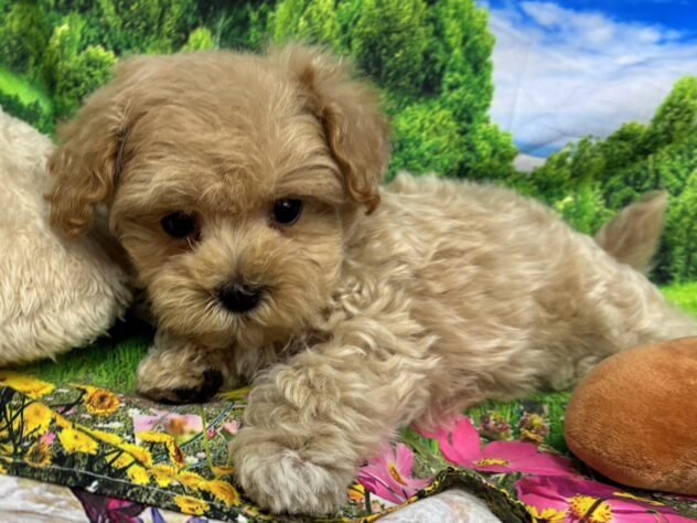 和歌山県のハーフ犬・ミックス犬 (アミーゴ和歌山太田店/2026年3月8日生まれ/男の子/クリーム)の子犬の4枚目の画像