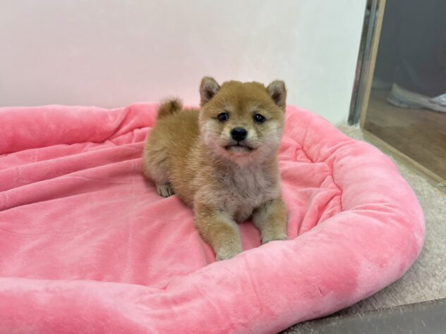 和歌山県の豆柴 (アミーゴ和歌山太田店/2026年3月6日生まれ/女の子/赤)の子犬の2枚目の画像