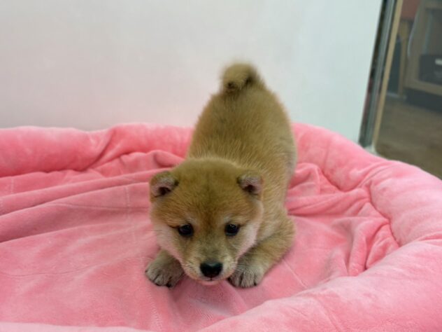 和歌山県の豆柴 (アミーゴ和歌山太田店/2026年3月6日生まれ/女の子/赤)の子犬の4枚目の画像