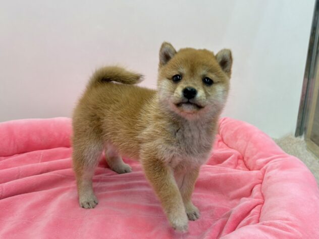 和歌山県の豆柴 (アミーゴ和歌山太田店/2026年3月6日生まれ/女の子/赤)の子犬の3枚目の画像