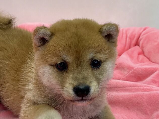 和歌山県の豆柴 (アミーゴ和歌山太田店/2026年3月6日生まれ/女の子/赤)の子犬の1枚目の画像