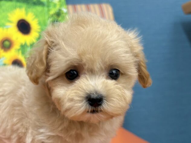 和歌山県のハーフ犬・ミックス犬 (アミーゴ和歌山太田店/2026年3月8日生まれ/女の子/クリーム)の子犬の1枚目の画像