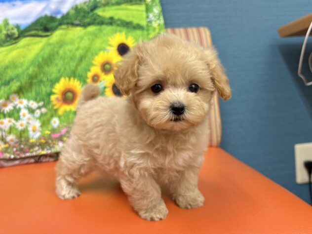 和歌山県のハーフ犬・ミックス犬 (アミーゴ和歌山太田店/2026年3月8日生まれ/女の子/クリーム)の子犬の3枚目の画像