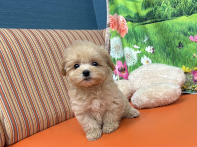 和歌山県のハーフ犬・ミックス犬 (アミーゴ和歌山太田店/2026年3月8日生まれ/女の子/クリーム)の子犬の2枚目の画像