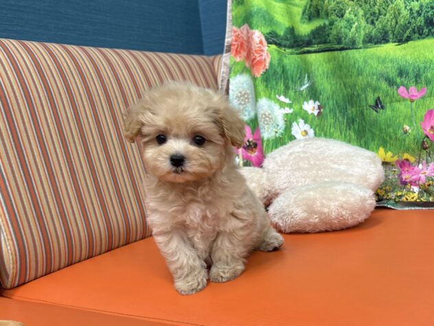 和歌山県のハーフ犬・ミックス犬 (アミーゴ和歌山太田店/2026年3月8日生まれ/女の子/クリーム)の子犬の4枚目の画像