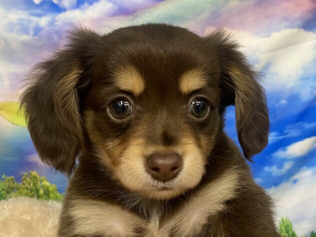 和歌山県のハーフ犬・ミックス犬 (アミーゴ和歌山太田店/2026年3月8日生まれ/男の子/チョコレートタン)の子犬の1枚目の画像