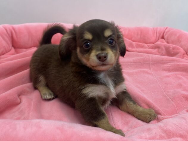 和歌山県のハーフ犬・ミックス犬 (アミーゴ和歌山太田店/2026年3月8日生まれ/男の子/チョコレートタン)の子犬の2枚目の画像