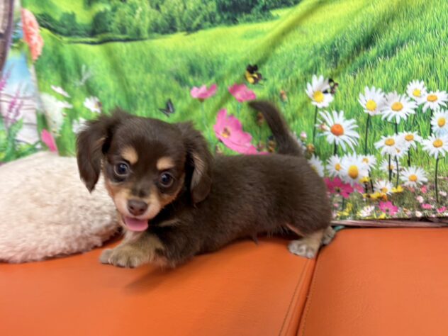 和歌山県のハーフ犬・ミックス犬 (アミーゴ和歌山太田店/2026年3月8日生まれ/男の子/チョコレートタン)の子犬の4枚目の画像