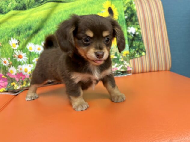 和歌山県のハーフ犬・ミックス犬 (アミーゴ和歌山太田店/2026年3月8日生まれ/男の子/チョコレートタン)の子犬の3枚目の画像