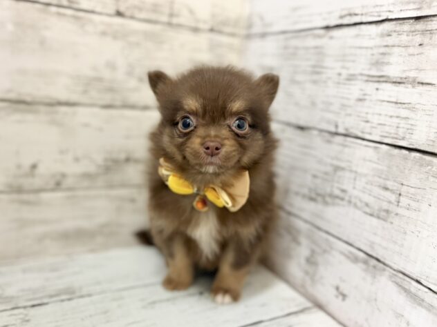 福島県のハーフ犬・ミックス犬 (アミーゴいわき店/2026年3月10日生まれ/女の子/チョコレートタン)の子犬の1枚目の画像