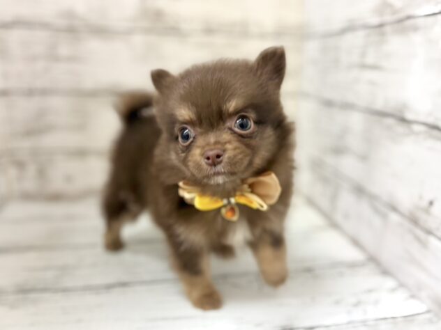 福島県のハーフ犬・ミックス犬 (アミーゴいわき店/2026年3月10日生まれ/女の子/チョコレートタン)の子犬の3枚目の画像