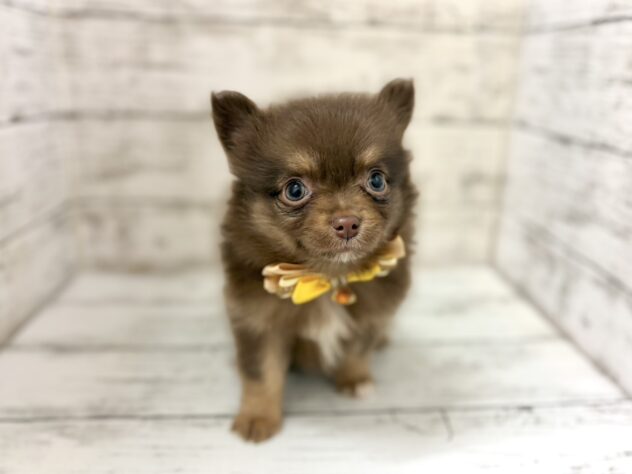 福島県のハーフ犬・ミックス犬 (アミーゴいわき店/2026年3月10日生まれ/女の子/チョコレートタン)の子犬の2枚目の画像