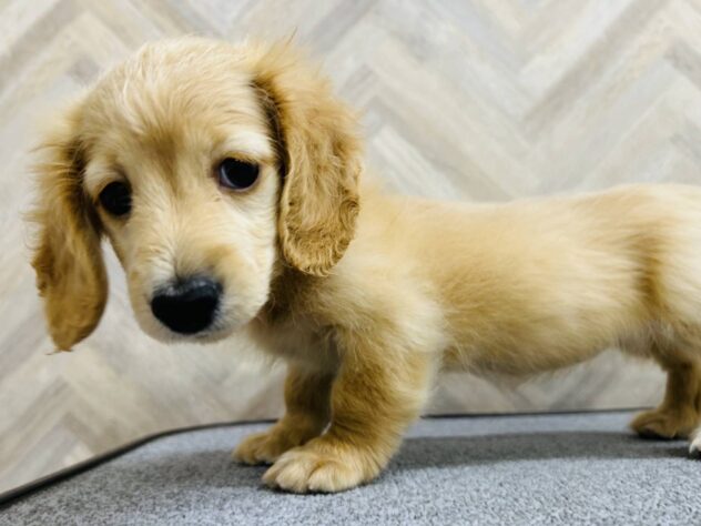岡山県のカニンヘンダックスフンド(ロング) (アミーゴ水島店/2026年3月10日生まれ/女の子/イエロー)の子犬の4枚目の画像