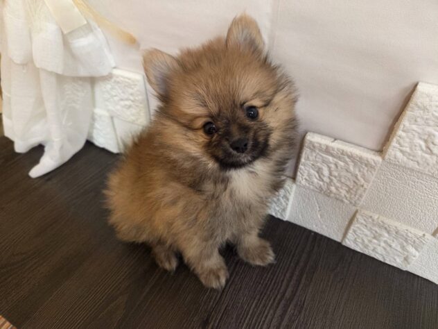 宮城県のポメラニアン (アミーゴ古川駅前店/2026年3月8日生まれ/男の子/オレンジ)の子犬