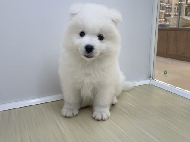 山形県のサモエド (アミーゴ米沢店/2026年3月15日生まれ/女の子/ホワイト)の子犬