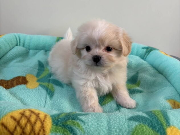 山形県のハーフ犬・ミックス犬 (アミーゴ米沢店/2026年3月15日生まれ/女の子/クリーム)の子犬の1枚目の画像