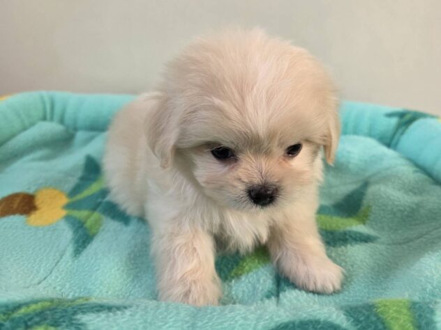 山形県のハーフ犬・ミックス犬 (アミーゴ米沢店/2026年3月15日生まれ/女の子/クリーム)の子犬の3枚目の画像