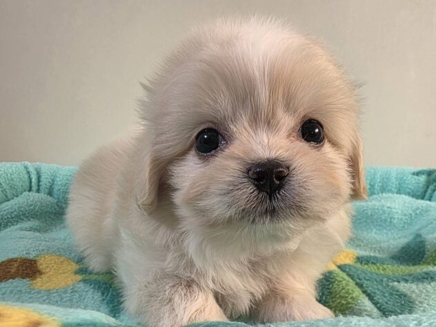 山形県のハーフ犬・ミックス犬 (アミーゴ米沢店/2026年3月15日生まれ/女の子/クリーム)の子犬の2枚目の画像