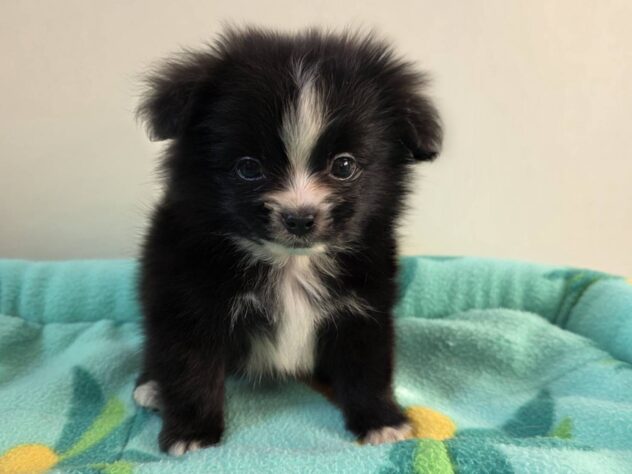 山形県のハーフ犬・ミックス犬 (アミーゴ米沢店/2026年3月15日生まれ/男の子/ブラックホワイト)の子犬の1枚目の画像