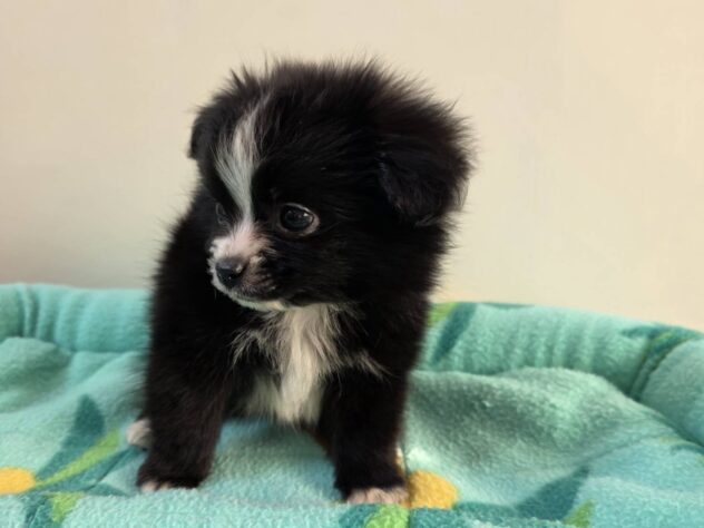 山形県のハーフ犬・ミックス犬 (アミーゴ米沢店/2026年3月15日生まれ/男の子/ブラックホワイト)の子犬の2枚目の画像