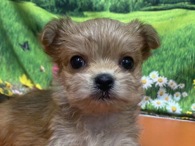 和歌山県のハーフ犬・ミックス犬 (アミーゴ和歌山太田店/2026年3月13日生まれ/女の子/レッド)の子犬