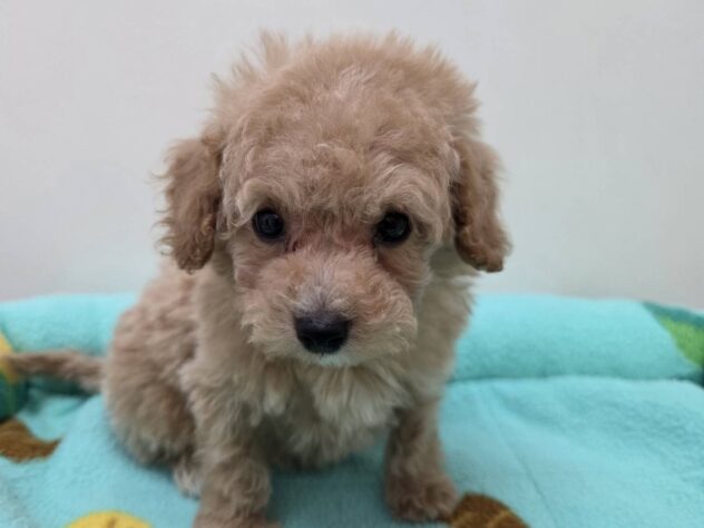 山形県のハーフ犬・ミックス犬 (アミーゴ米沢店/2026年3月14日生まれ/男の子/アプリコット)の子犬の1枚目の画像