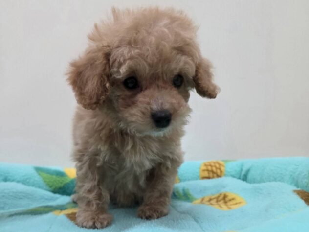 山形県のハーフ犬・ミックス犬 (アミーゴ米沢店/2026年3月14日生まれ/男の子/アプリコット)の子犬の2枚目の画像
