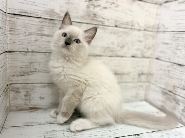 福島県のラグドール (アミーゴいわき店/2026年3月8日生まれ/男の子/ブルーポイントミテッド)の子猫の1枚目の画像
