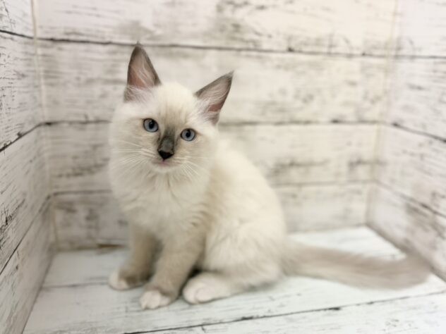 福島県のラグドール (アミーゴいわき店/2026年3月8日生まれ/男の子/ブルーポイントミテッド)の子猫の2枚目の画像