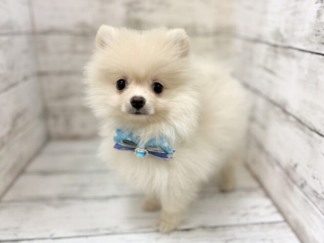 福島県のポメラニアン (アミーゴいわき店/2026年2月28日生まれ/男の子/クリーム)の子犬の2枚目の画像