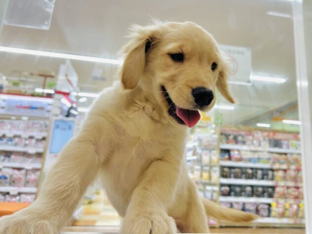 岡山県のゴールデンレトリバー (アミーゴ水島店/2026年2月19日生まれ/女の子/ゴールド)の子犬の2枚目の画像