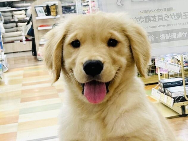 岡山県のゴールデンレトリバー (アミーゴ水島店/2026年2月19日生まれ/女の子/ゴールド)の子犬の1枚目の画像
