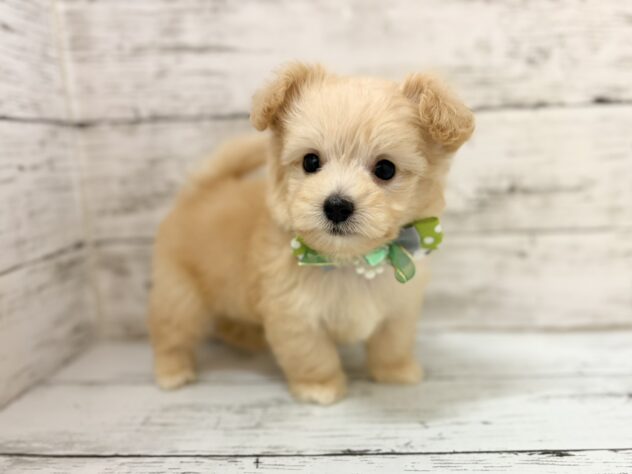 福島県のハーフ犬・ミックス犬 (アミーゴいわき店/2026年3月10日生まれ/男の子/クリーム)の子犬の3枚目の画像