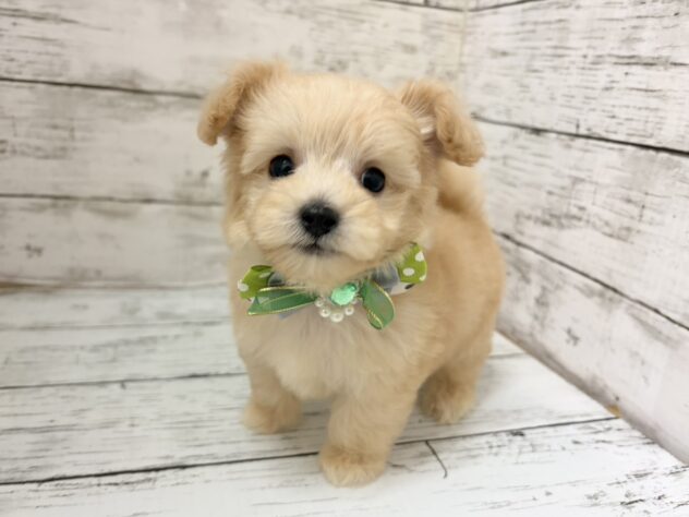 福島県のハーフ犬・ミックス犬 (アミーゴいわき店/2026年3月10日生まれ/男の子/クリーム)の子犬の2枚目の画像