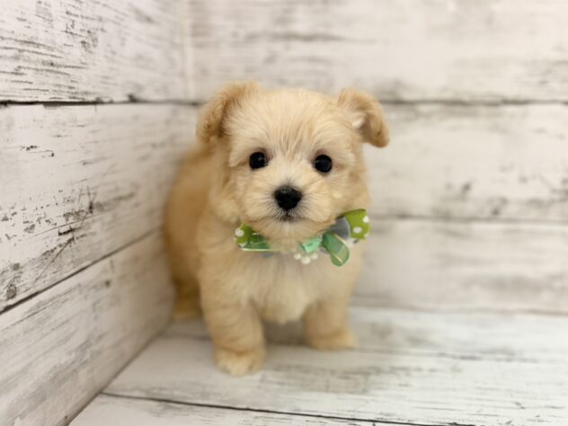 福島県のハーフ犬・ミックス犬 (アミーゴいわき店/2026年3月10日生まれ/男の子/クリーム)の子犬の1枚目の画像