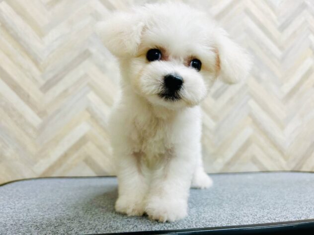 岡山県のビションフリーゼ (アミーゴ水島店/2026年3月21日生まれ/男の子/ホワイト)の子犬の2枚目の画像