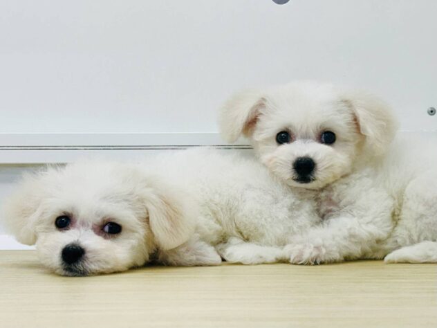 岡山県のビションフリーゼ (アミーゴ水島店/2026年3月22日生まれ/女の子/ホワイト)の子犬の4枚目の画像