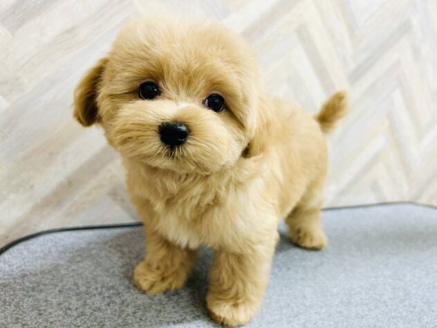 岡山県のハーフ犬・ミックス犬 (アミーゴ水島店/2026年3月21日生まれ/女の子/アプリコット)の子犬の2枚目の画像