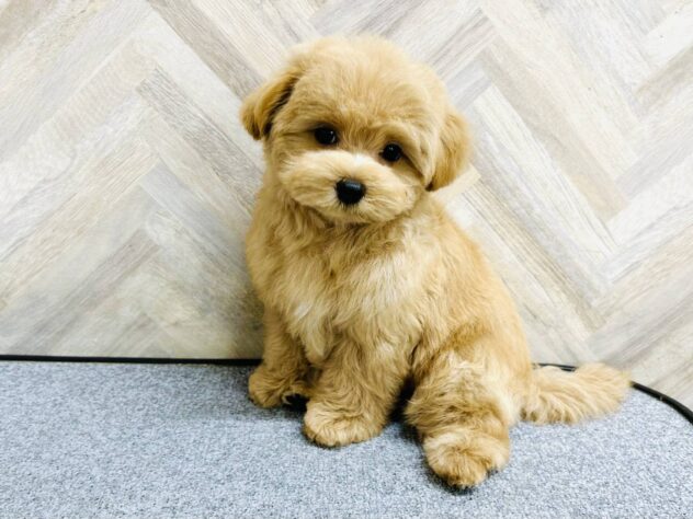 岡山県のハーフ犬・ミックス犬 (アミーゴ水島店/2026年3月21日生まれ/女の子/アプリコット)の子犬の1枚目の画像