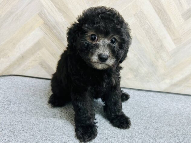 岡山県のトイプードル(トイ) (アミーゴ水島店/2026年3月21日生まれ/女の子/シルバー)の子犬の1枚目の画像