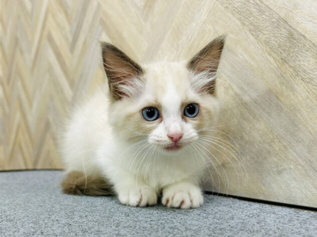 岡山県のラグドール (アミーゴ水島店/2026年3月21日生まれ/女の子/ブルーポイントバイカラー)の子猫の1枚目の画像